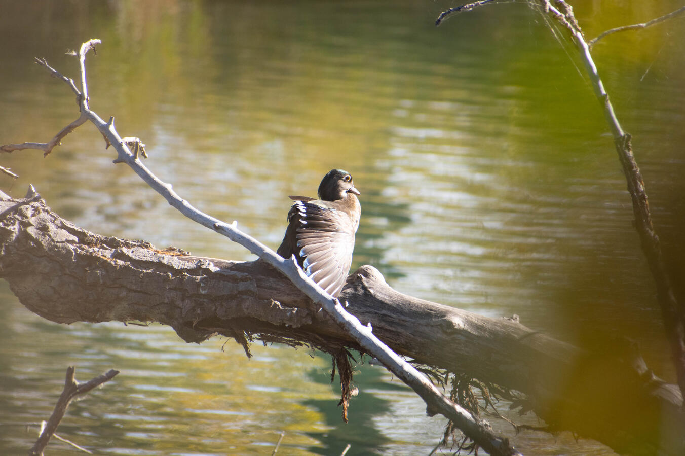 BIRDSANC10 BIRDSANC10